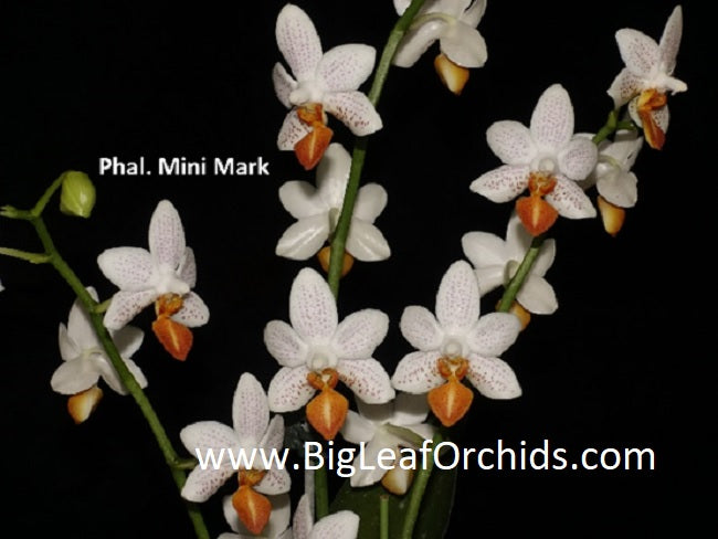 Phalaenopsis Mini Mark (Clones) Flowering
