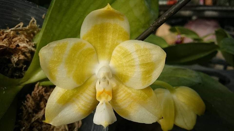 Phalaenopsis Mituo Golden Tiger 'Yellow Dragon'