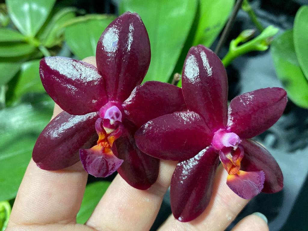 MO704 Phalaenopsis Miro C King