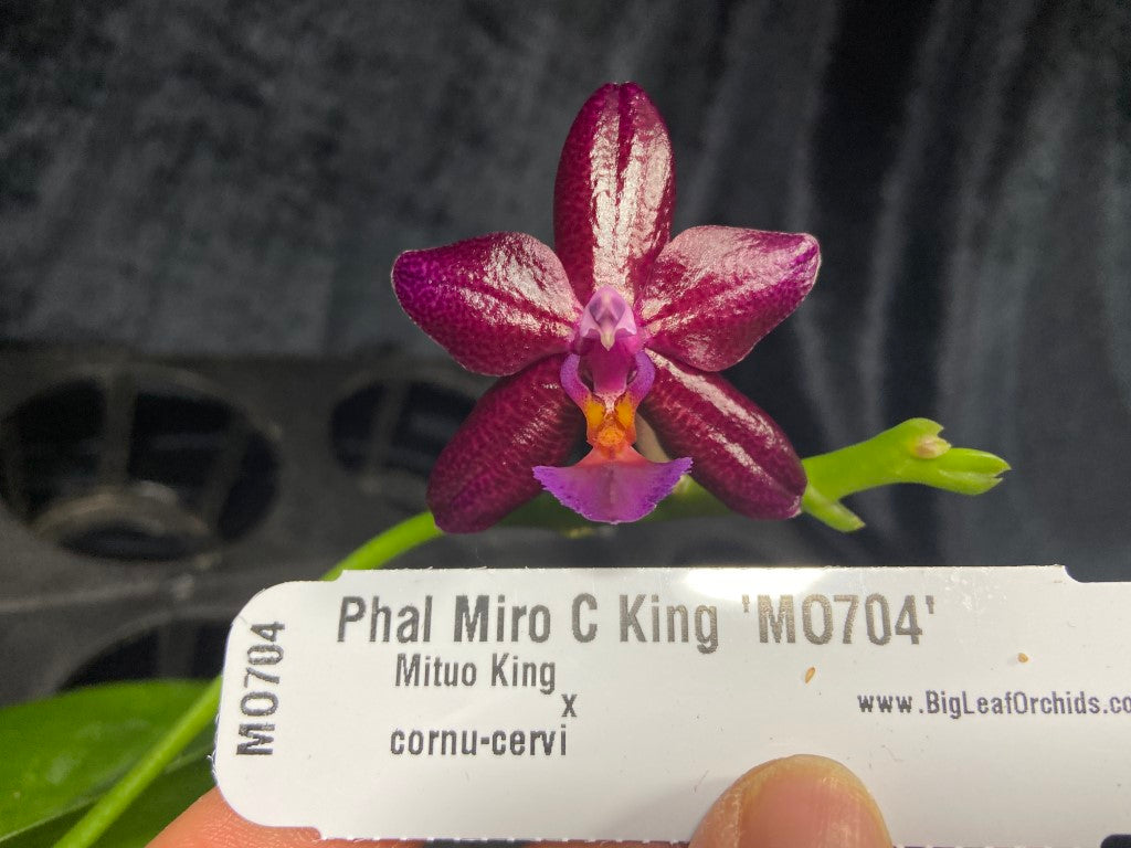 MO704 Phalaenopsis Miro C King