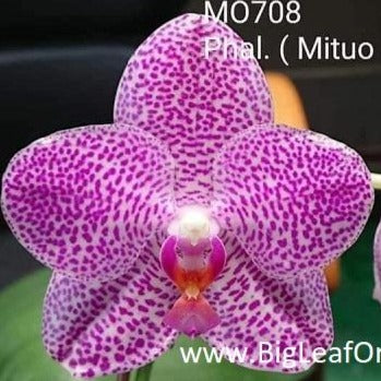 Phalaenopsis LD Gigan Sun 'Mituo #1'