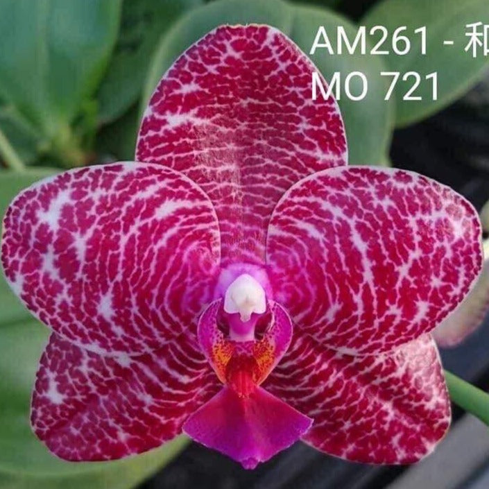 Phalaenopsis Mituo King 'Camomiles Beef'