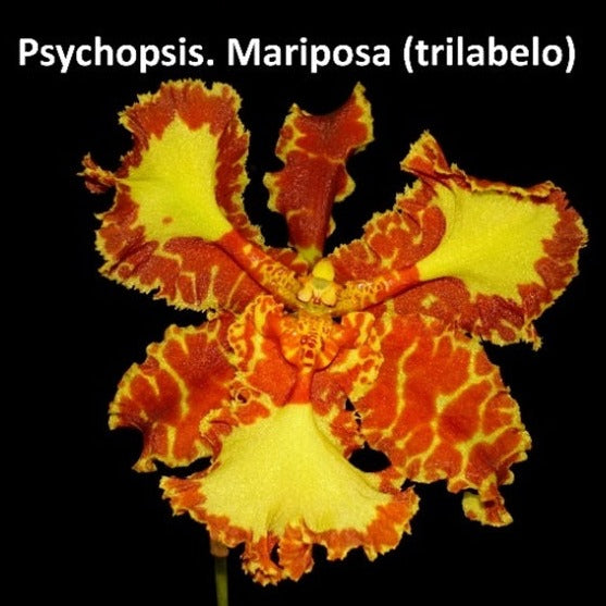 Psychopsis Mariposa var. trilabelo