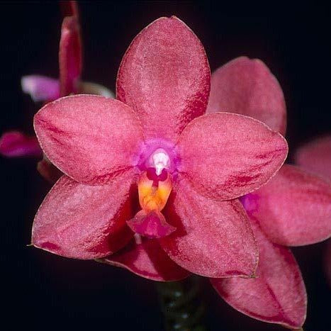 Phalaenopsis Leucadia Princess Cordova 'Memoria Ralph Smith' HCC/AOS