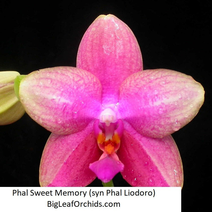 Phalaenopsis Sweet Memory (syn. Phal. Liodoro)