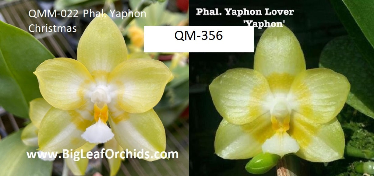 Phalaenopsis Yaphon Christmas X Yaphon Lover - New Seedlings