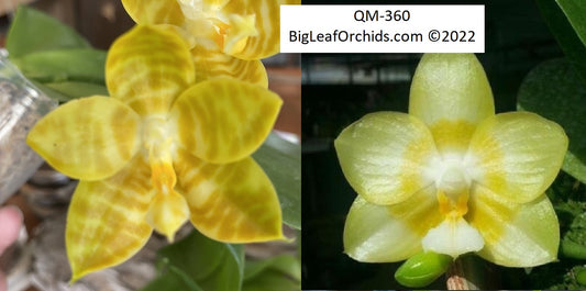 Phalaenopsis Mainshow Golden QM360 Seedlings