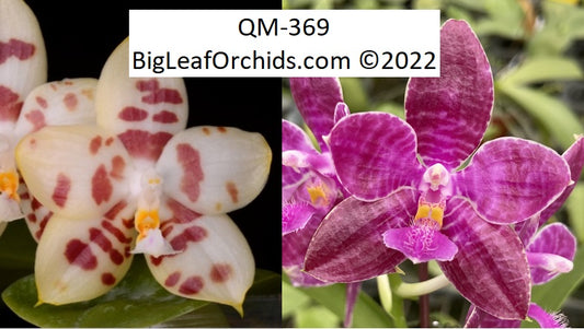 Products – Page 3 – Big Leaf Orchids