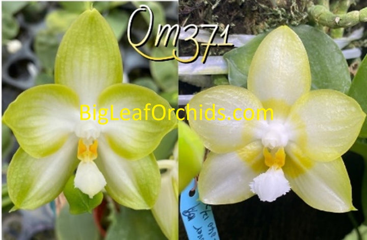 Mainshow Orchids – Big Leaf Orchids