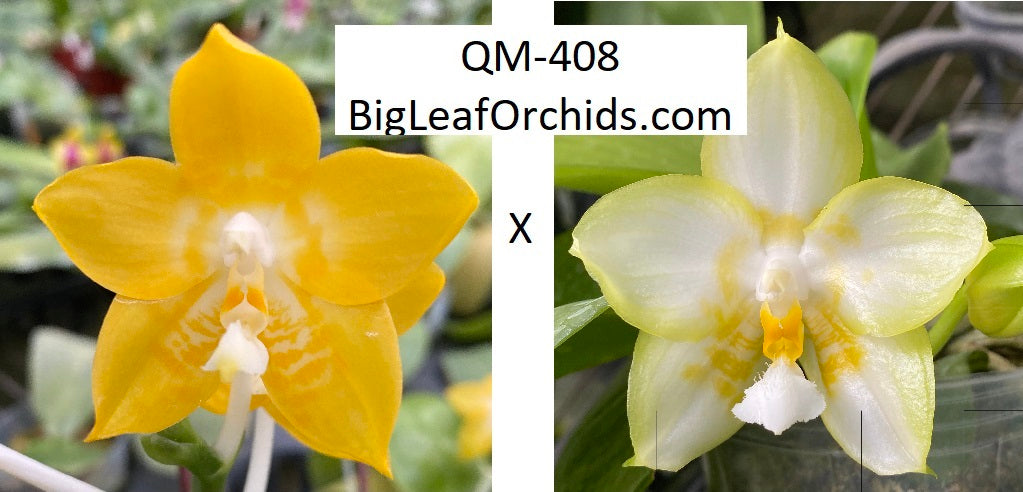 Phalaenopsis Mainshow Yellow Bird x Yaphon Lover - Seedlings