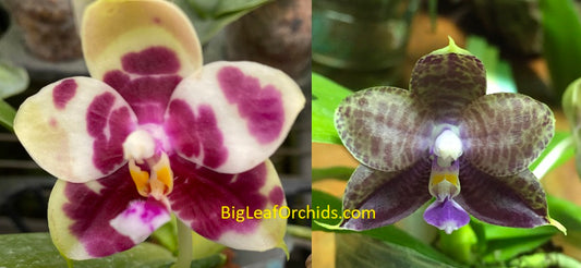 Phalaenopsis (Hannover Passion x Chang Yi Halo) X Mituo Purple Dragon - Seedlings