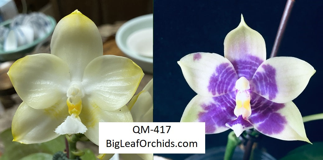 Phalaenopsis (Yaphon Image x Yungho Gelblitz) x Mituo Purple Dragon - New Seedlings