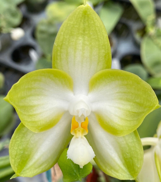 Phalaenopsis Yungho Gelb Canary 'Green #1'