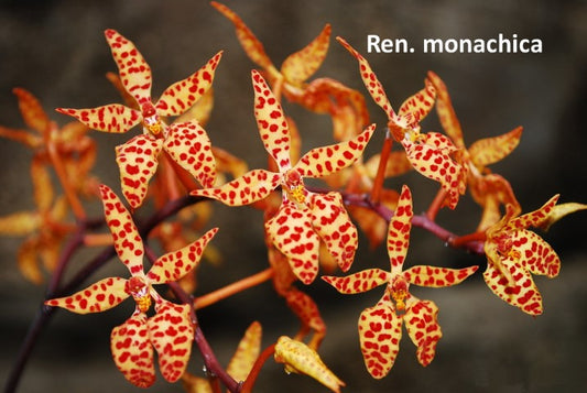 Renanthera monachica x sib