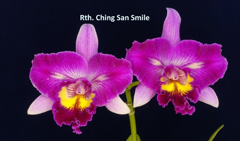 Rhyncatlaelia (Rl.) Ching San Smile (clone)