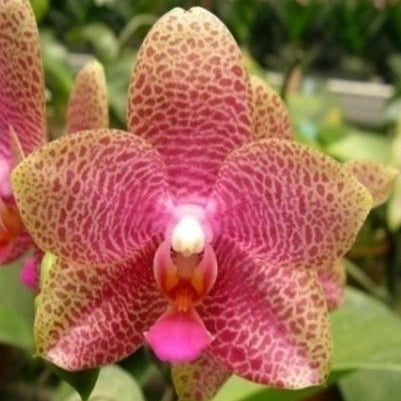 Phalaenopsis Formosa San Fan 'Ching Ruey' AM/AOS