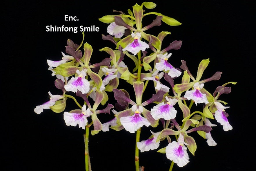 Encyclia Shinfong Smile (clone) Spiking
