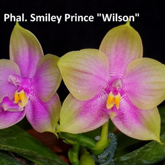 Phalaenopsis Smiley Prince 'Wilson'