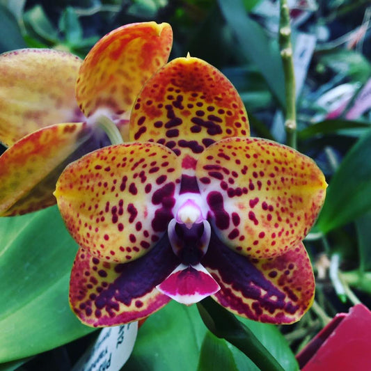 Phalaenopsis Zheng Min Anaconda 'Peter'