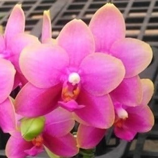 ST1537 Phalaenopsis Zheng Min Peach 'Huey Ru' AM/AOS