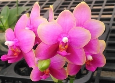 ST1537 Phalaenopsis Zheng Min Peach 'Huey Ru' AM/AOS