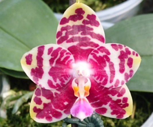 Phalaenopsis (Brother Ambo Passion X Miro Jo Gi) 'Miro'