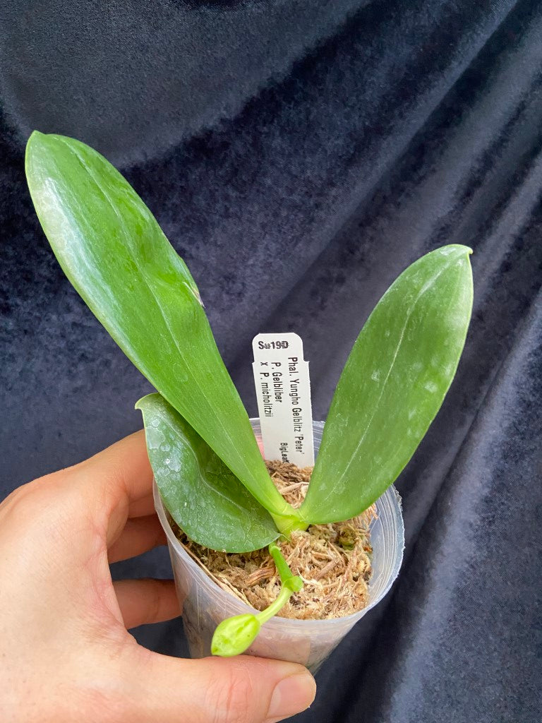 Phalaenopsis Yungho Gelblitz 'Peter'