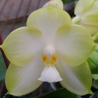 Phalaenopsis Yaphon Hero 'Peter'