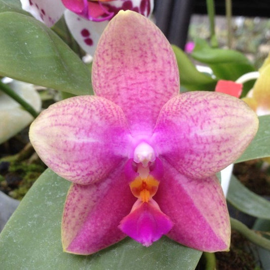 Phalaenopsis Sweet Memory 'Mr. F'