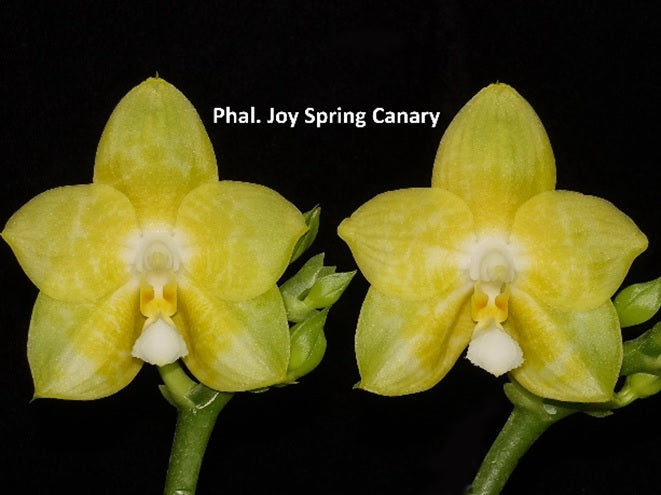 Phalaenopsis Joy Spring Canary 'Taipei' AM/AOS