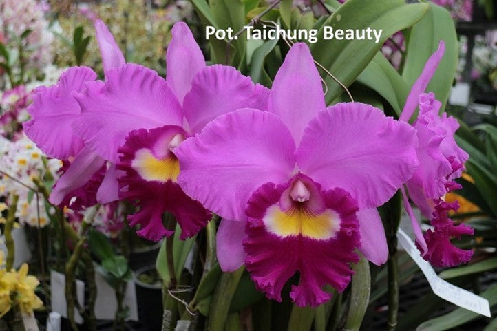 Rhyncholaeliocattleya (Rlc.) Taichung Beauty