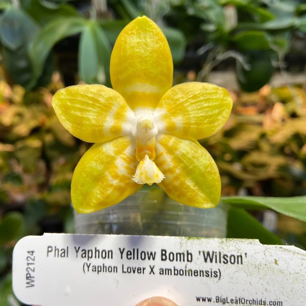 Phalaenopsis Yaphon Yellow Bomb 'Wilson'