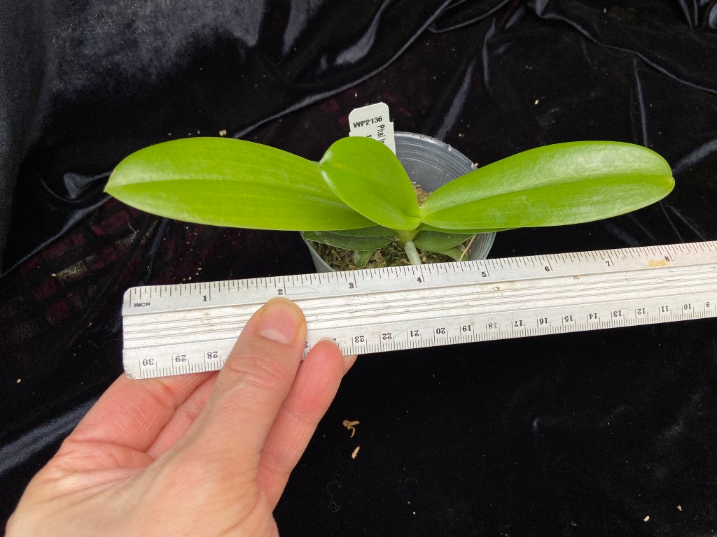 Phalaenopsis lamelligera 'Wilson' new