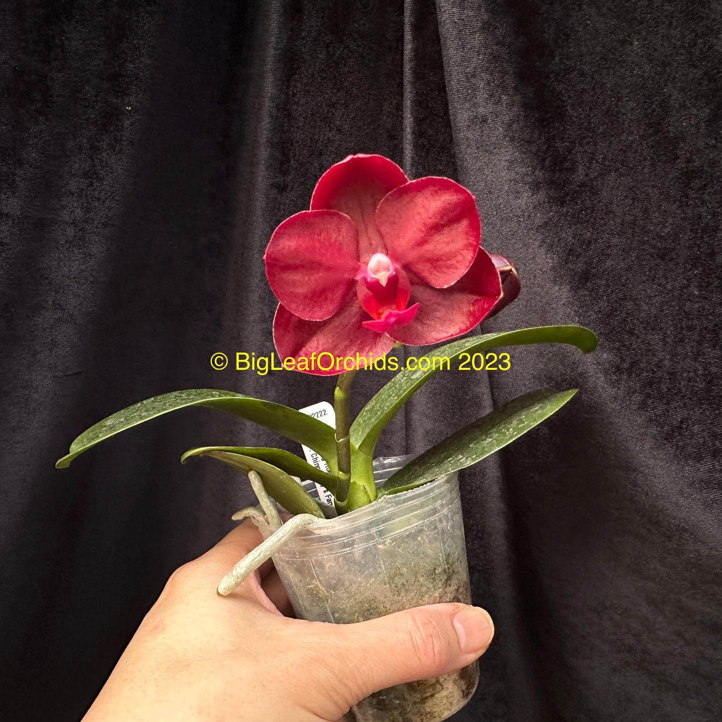 Phalaenopsis Haur Jih Fancy 'Red' Spiking