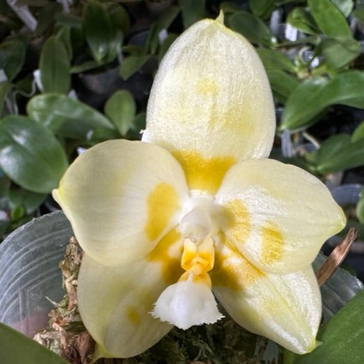 Phalaenopsis Yaphon Gelacea 'Peter #3' AM/AOS Spiking