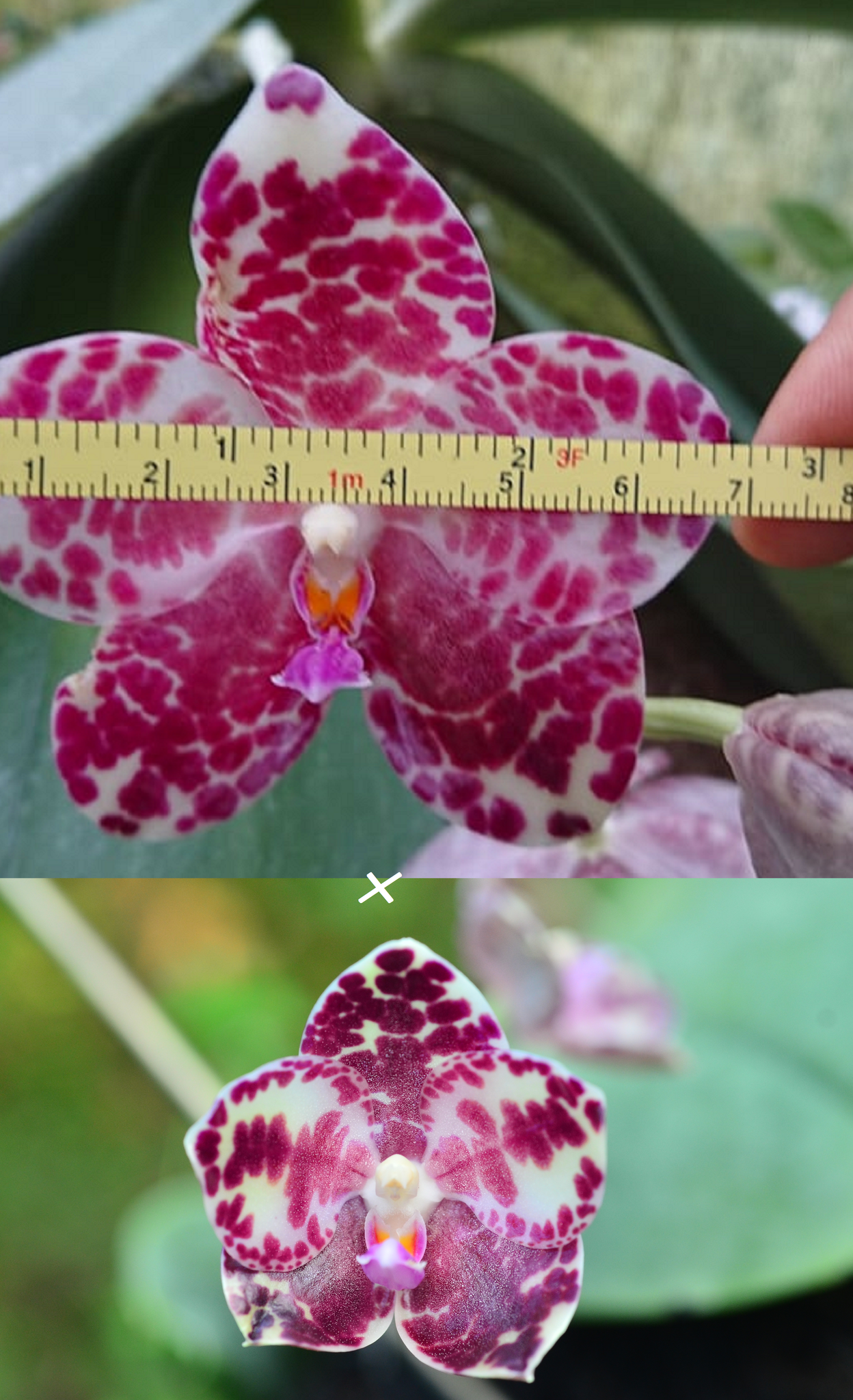 Phalaenopsis gigantea 'Yin#2' x 'Yin's Best'