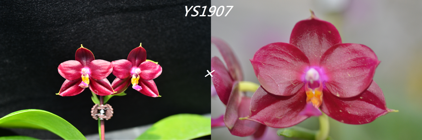 Phalaenopsis (Yin's Fire phoenix × Yin's Purple Kaiulani) Seedling