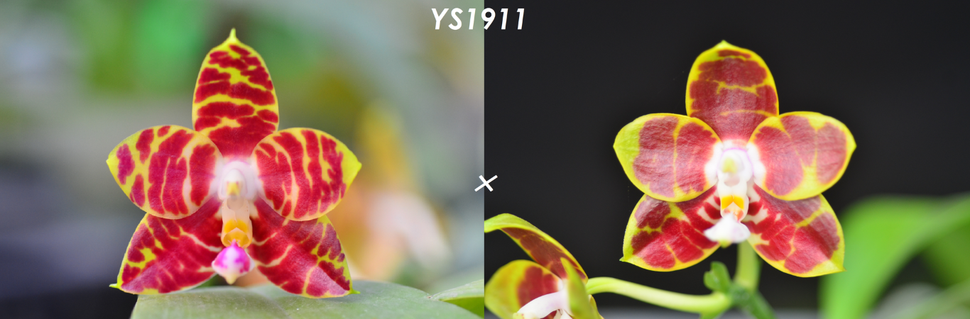 Phalaenopsis (Brother Ambo Passion x Yaphon Goodboy) Seedling