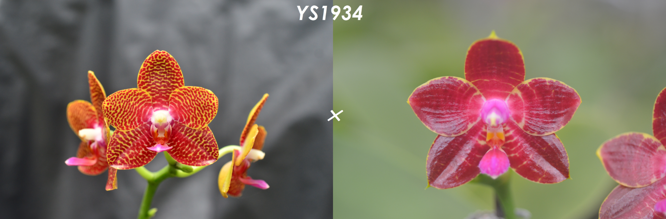 Phalaenopsis Yin's Tyrannosaurus Beauty - Seedling