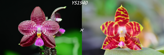 Phalaenopsis (Zheng Min Etching × Brother Ambo Passion) Seedling