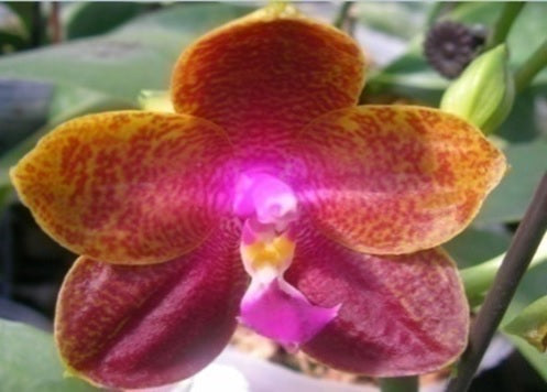 Phalaenopsis (Sogo Relex X Dragon Tree Eagle) 'Peter'