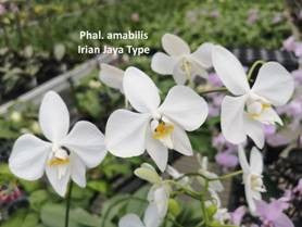 Phalaenopsis amabilis subsp. rosenstromii (Irian Jaya, Slightly Fragrant)