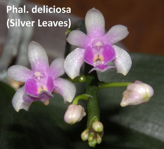 Phalaenopsis deliciosa x sib (Silver Leaves)
