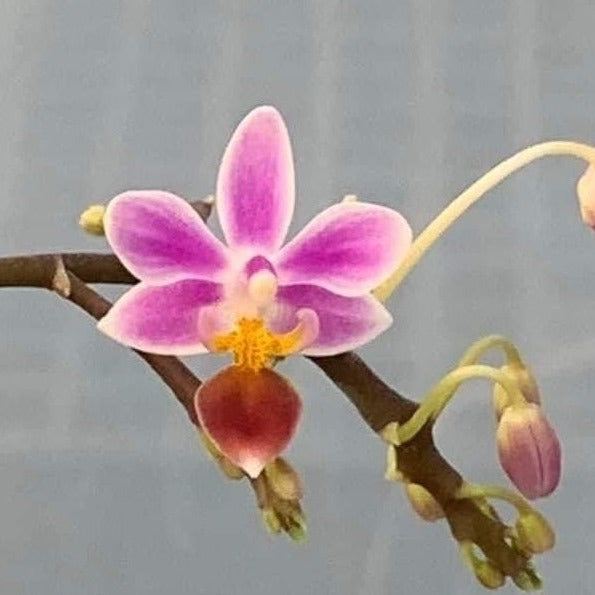 Phalaenopsis equestris 'Calayan' spiking