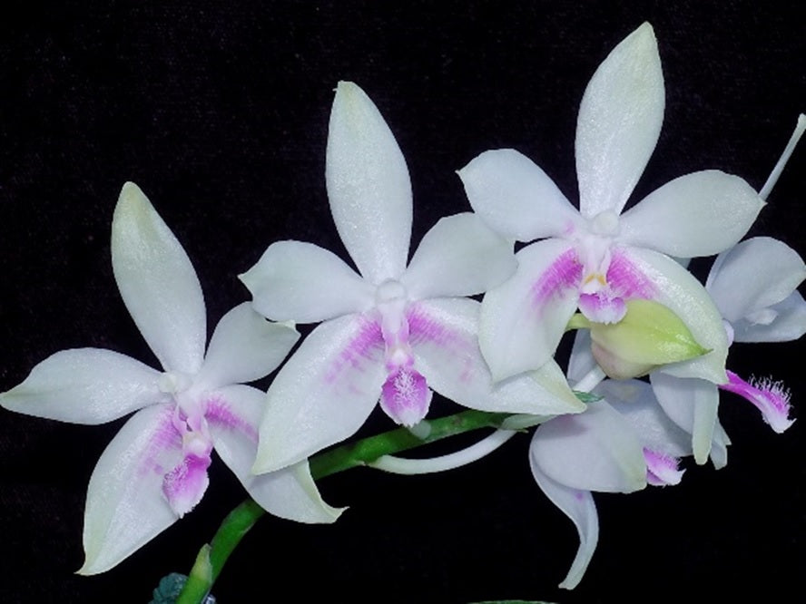 Phalaenopsis fimbriata x sib