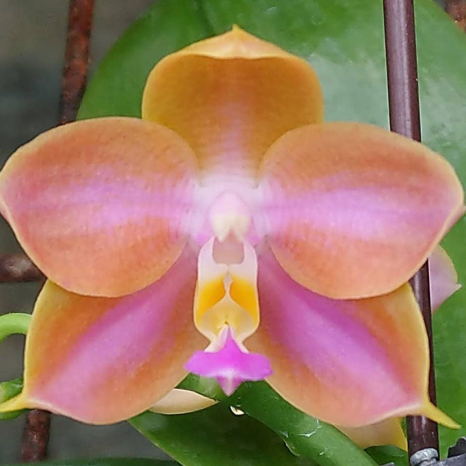 Phalaenopsis Pylo's Fox 'Peter'