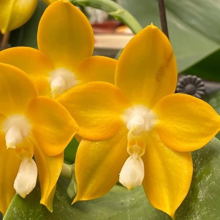 Phalaenopsis Nobby's Green Eagle 'Golden Country' AM/AOS