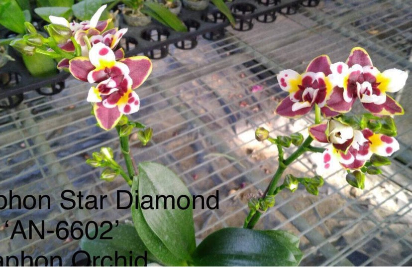Phalaenopsis Yaphon Star Diamond '6602' AM/AOS – Big Leaf Orchids