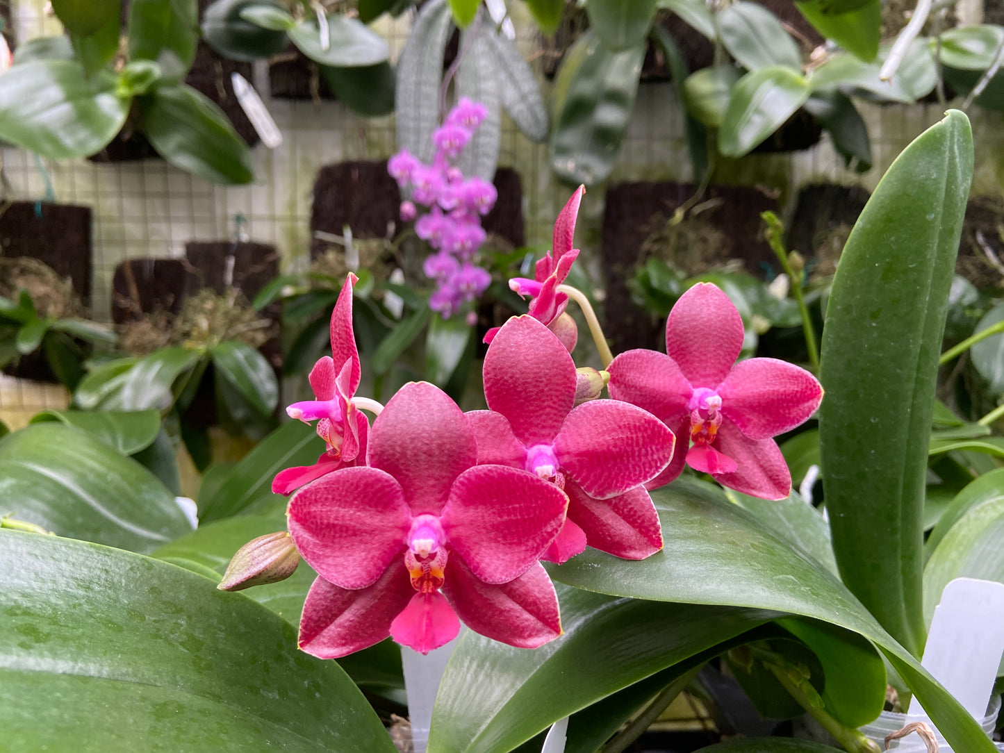 Phalaenopsis Pylo's Sofia 'Peter's Pride' HCC/AOS