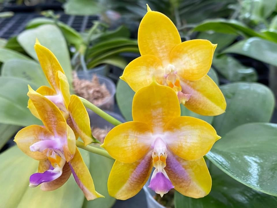 Phalaenopsis Mituo GH King Star 'Blueberry'